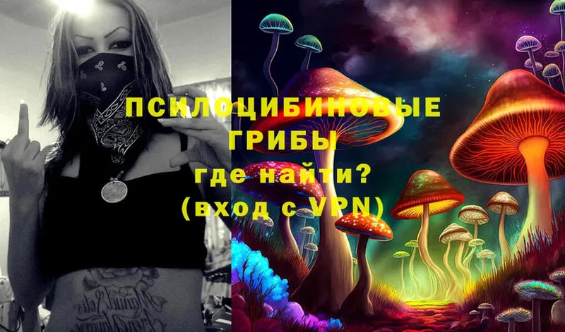 Псилоцибиновые грибы Psilocybe  купить   Киренск 